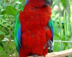 Parrot-2