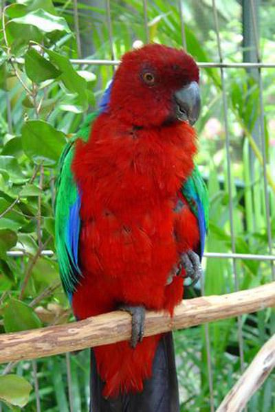 Parrot-2